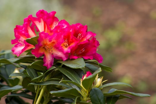 Blooming red rhododendron flowers in a garden