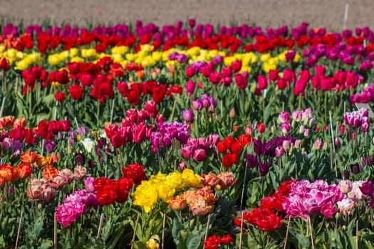 tulip field in the Netherlands - colorful tulips
