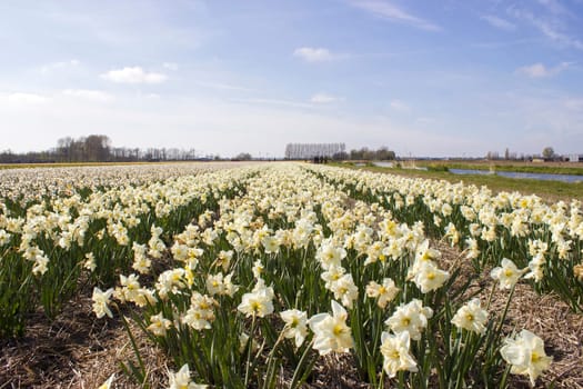 narcissus field in the Netherlands - white narcissus flowers