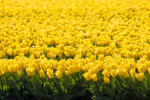 tulip field in the Netherlands - yellow tulips