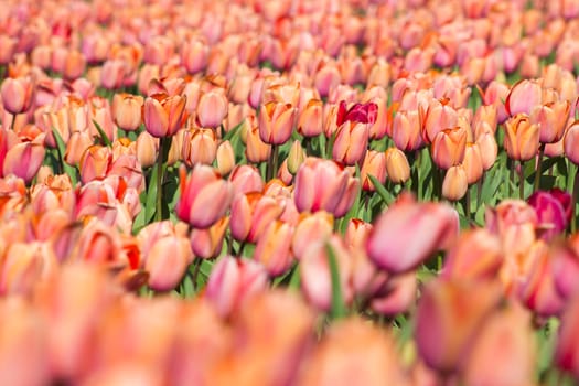 tulip field in the Netherlands - orange tulips - soft focus