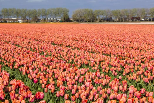 tulip field in the Netherlands - orange tulips