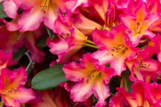 Blooming red rhododendron flowers in a garden