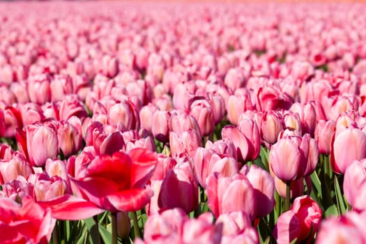 tulip field in the Netherlands - pink tulips
