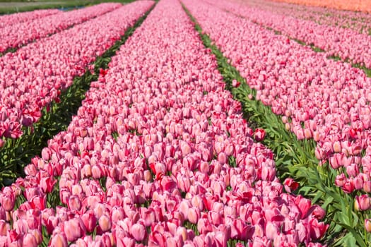 tulip field in the Netherlands - pink tulips