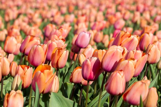 tulip field in the Netherlands - orange tulips - soft focus