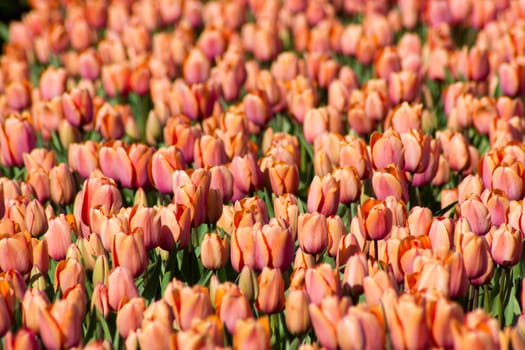 tulip field in the Netherlands - orange tulips - soft focus