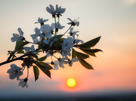Sunset behind a blossoming cherry blossom tree