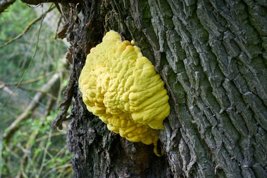 bright yellow common sulfur fungus Laetiporus sulphureus on the trunk of an old willow tree