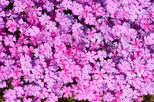 Flower splendor of moss phlox, Phlox subulata as an eye-catcher in the garden
