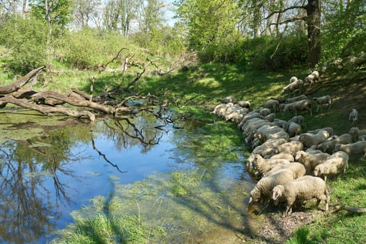 Flock of sheep drinking at a water hole in the Wiesenpark on the Elbe River near Magdeburg, Germany