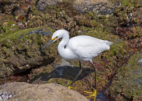 A Snowy Egret Searching the Tide Pools in La Jolla, California