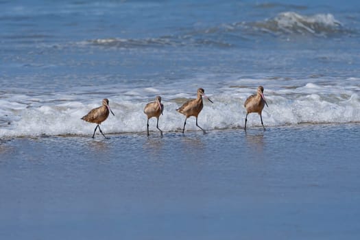 A Group of Marbled Godwits Patrolling the Surf in La Jolla, California