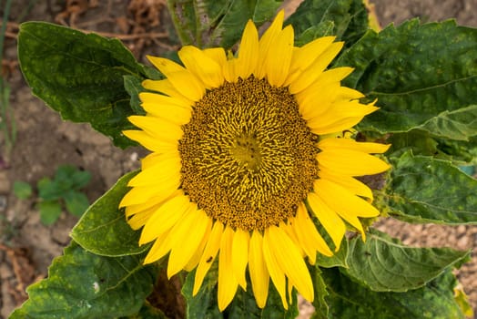 Beautiful sunflower on a sunny day with a natural background. Selective focus.