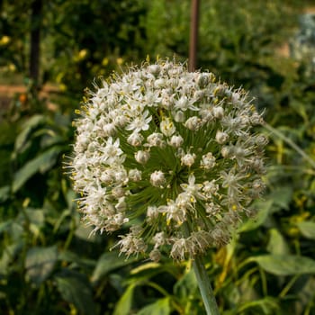 Blooming onion flower head in the garden. CloseUp.