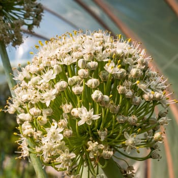 Blooming onion flower head in the garden. CloseUp.