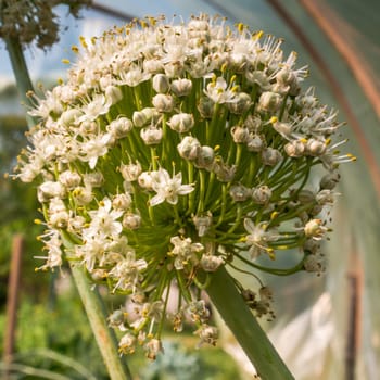Blooming onion flower head in the garden. CloseUp.
