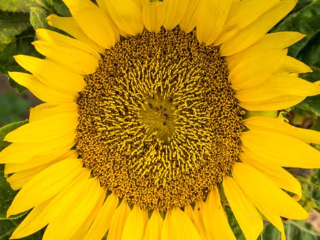 Beautiful sunflower on a sunny day with a natural background. Selective focus.