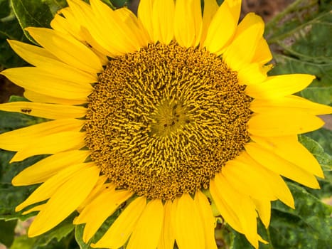 Beautiful sunflower on a sunny day with a natural background. Selective focus.