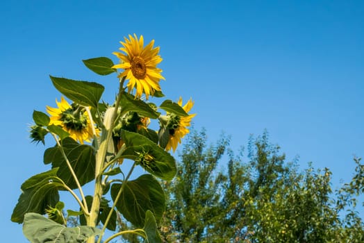 Beautiful sunflower on a sunny day with a natural background. Selective focus.