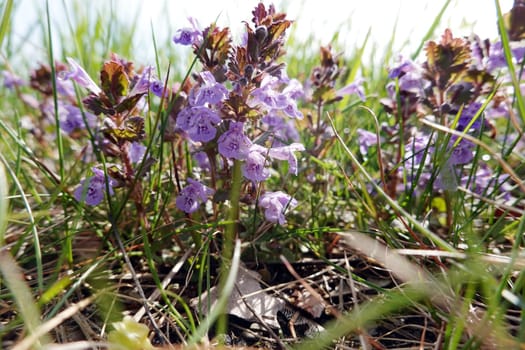 Gundermann (Glechoma hederacea), auch Echt-Gundelrebe, Gundelrebe oder Erdefeu