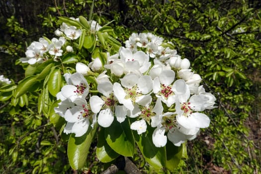 Birne (Pyrus communis) - Blüten und frisches Laub, Niedersachsen, Deutschland, Rosche