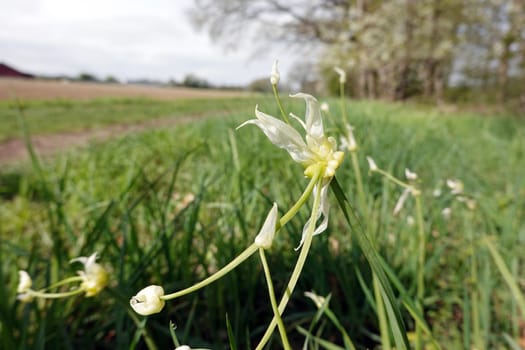 Seltsamer Lauch - Allium paradoxum, blühende Pflanze, Niedersachsen, Deutschland, Oetzen