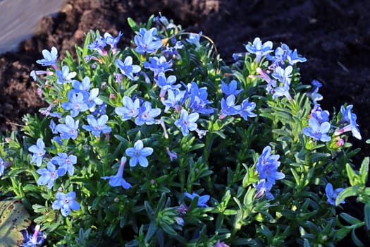 Südlicher Steinsame - Lithodora diffusa, blühende Pflanze