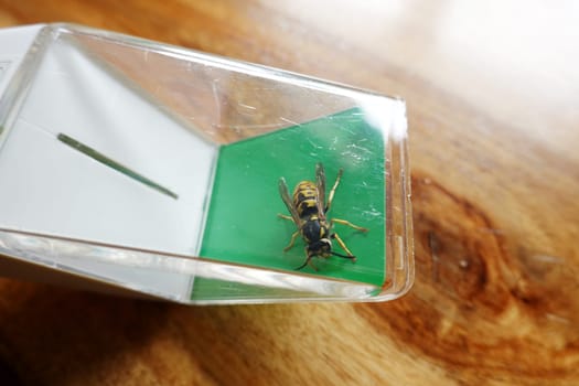 Deutsche Wespe (Vespula germanica) - vermutlich eine Königin, gefangen mit einem Insektenfänger