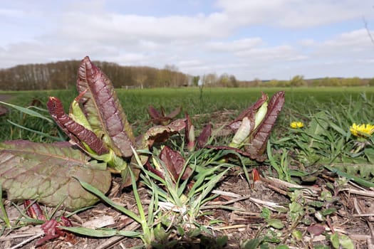 junge Triebe eines invasiven Staudenknöterich - Reynoutria spec, Niedersachsen, Deutschland, Oetzen