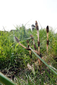 fertile Sprosse, des Acker-Schachtelhalm (Equisetum arvense) im Frühjahr
