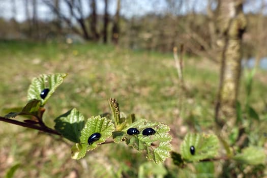 Erlenblattkäfer, Blauer Erlenblattkäfer (Agelastica alni) auf den Blättern einer Erle (Alnus spec.), Niedersachsen, Deutschland, Rosche