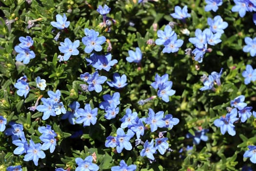 Südlicher Steinsame - Lithodora diffusa, blühende Pflanze
