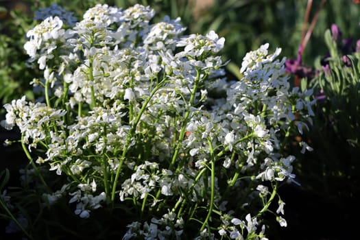Immergrüne Schleifenblume - Iberis sempervirens