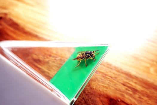 Deutsche Wespe (Vespula germanica) - vermutlich eine Königin, gefangen mit einem Insektenfänger