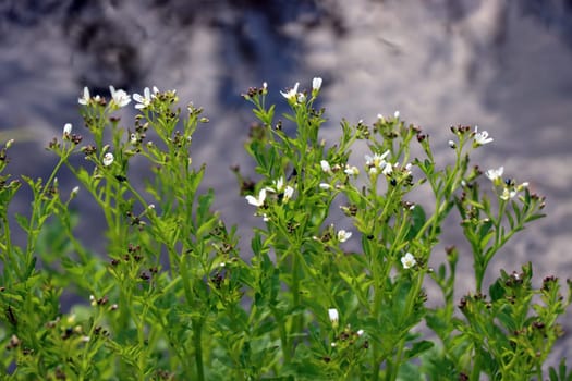 Bitteres Schaumkraut (Cardamine amara), auch Falsche Brunnenkresse oder Bitterkresse