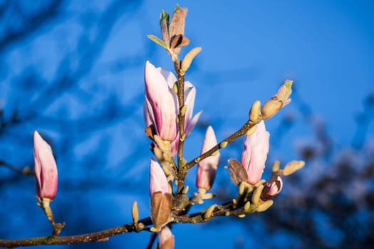 Close-up view of a branch of Star Magnolia (lat: Magnolia stellata) with several freshly blossoming flowers against a blurred natural background at dusk.