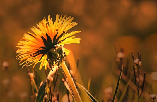dandelion