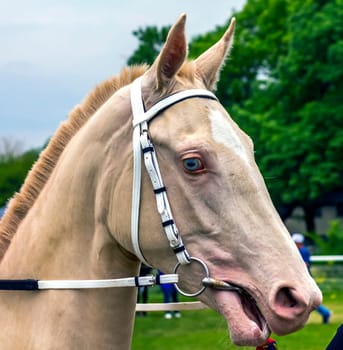 Portrait of a akhal-teke horse.