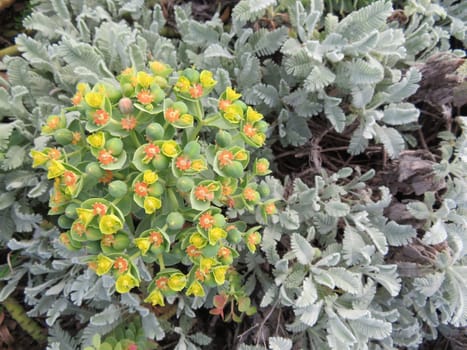 flowers natural plants green landscapes beautiful spring different colors