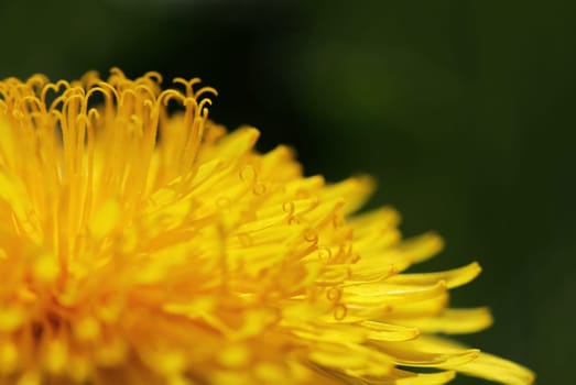 Close up of dandelion flower petals in springtime