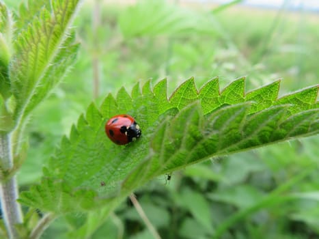 beautiful ladybug insect predator of aphids beneficial for agriculture