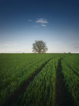 Country pathway along a green wheat field with a lone tree on the horizon. Summer season nature, idyllic landscape. Road across the fresh grass meadow