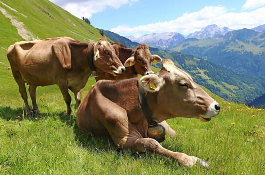 Young brown cattle enjoy the summer in the mountains