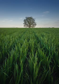 Solitary tree growing strong alone in the middle of a wheat field. Picturesque summer landscape. Beautiful scene with green grass meadow and a lonely tree under the blue sky