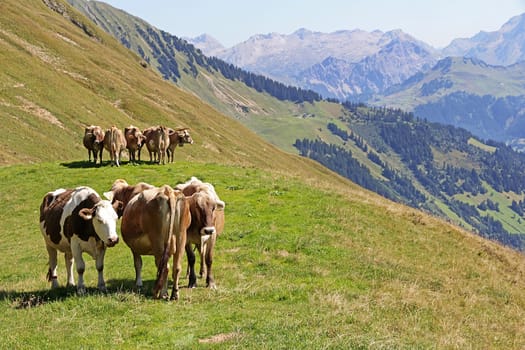 Young brown cattle standing side by side enjoying the summer in the mountains