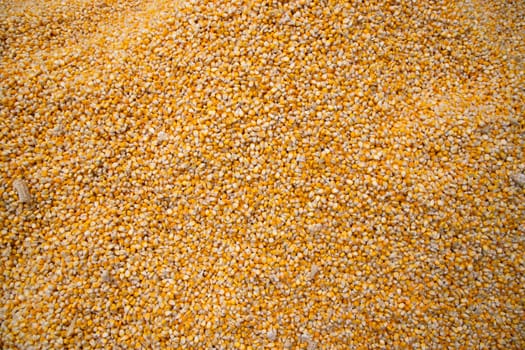 Corn Texture Background. Yellow corns as background. Corn vegetable pattern
