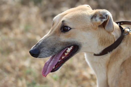 beautiful fast spanish greyhound dog energy hunting race