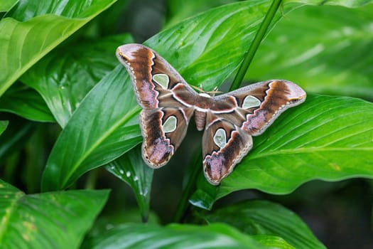 Colorful Giant Atlas Moth (Attacus atlas) with open wings is sitting on a green leaf of a plant. Horizontally.