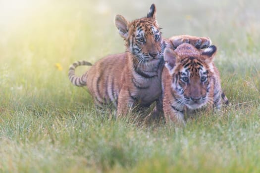 Pair of cute Bengal tiger cubs is playing in the wet meadow. Horizontally.